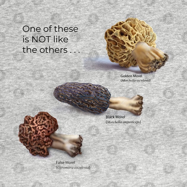 2 True Morels, 1 False Morel by emadamsinc